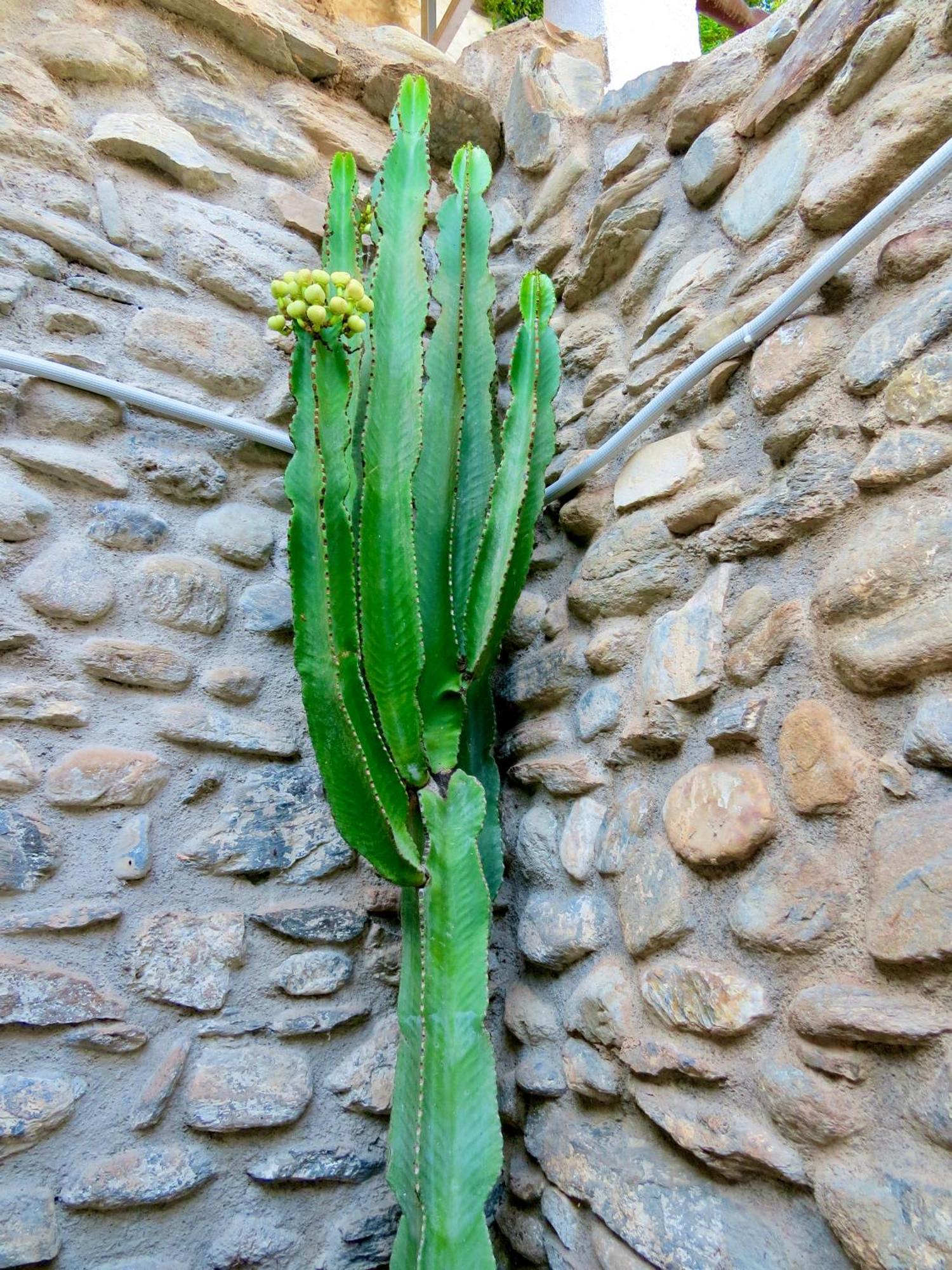 El Encanto 莫纳奇尔 外观 照片